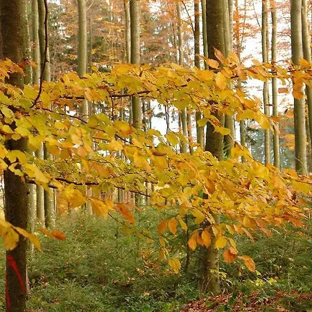 Schwarzwaelder Seelbach (Baden-Wurttemberg)