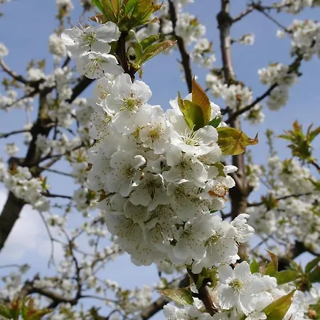 Schwarzwaelder * Seelbach (Baden-Wurttemberg)