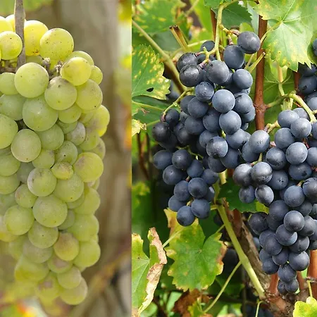 شقة Schwarzwaelder *